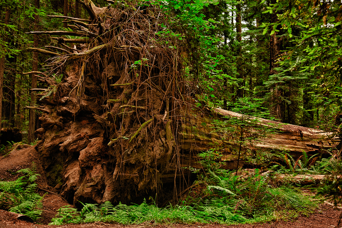 Redwoods